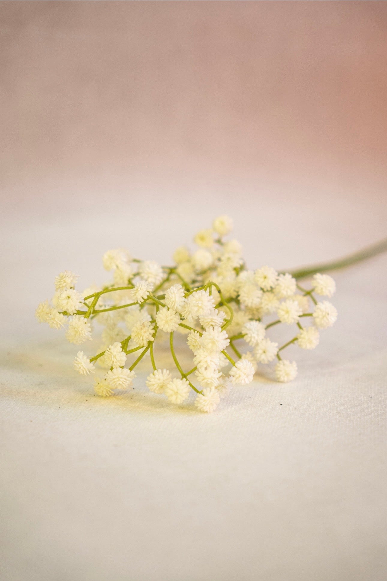 Babys Breath Flower