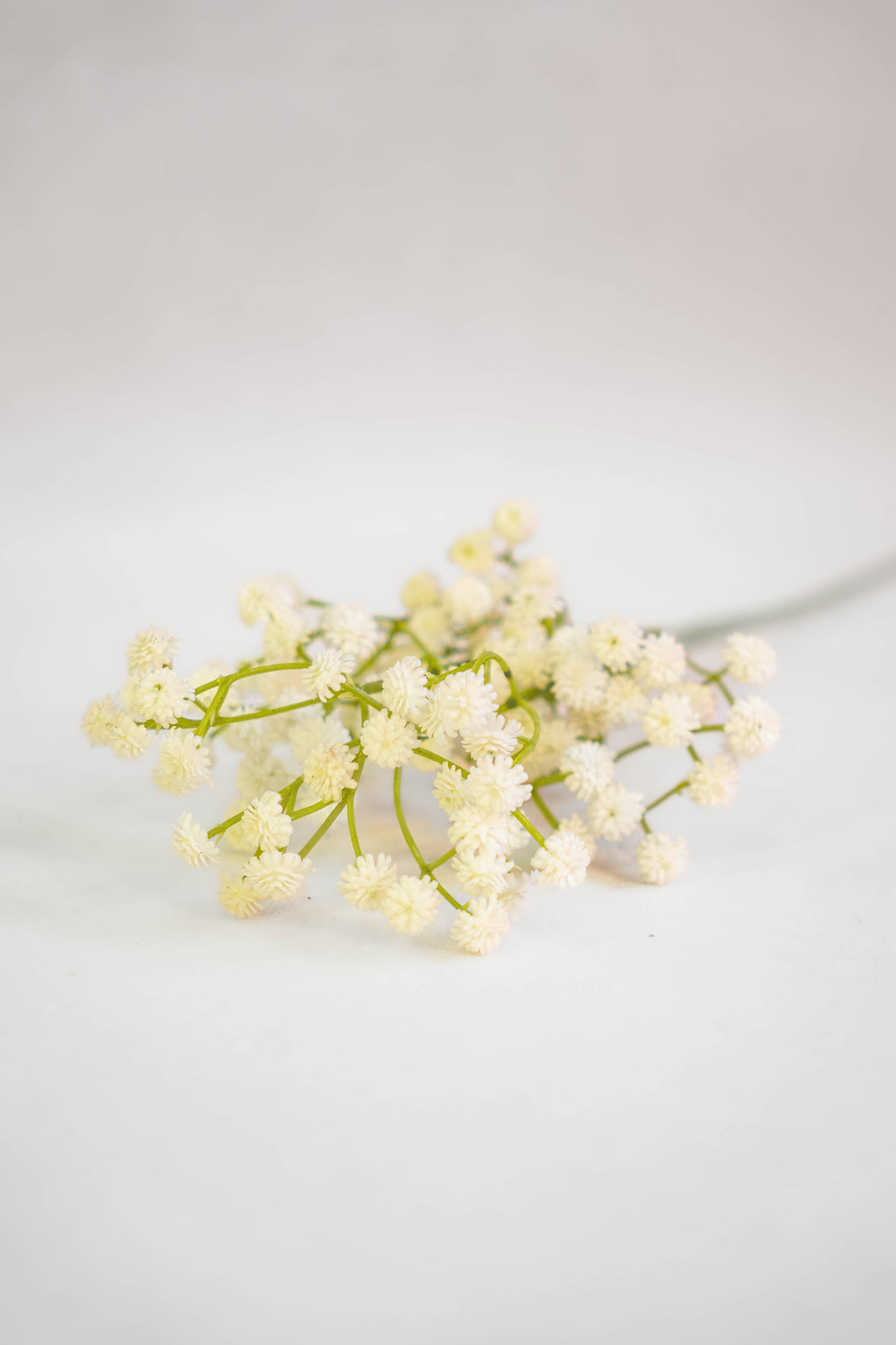 Babys Breath Flower